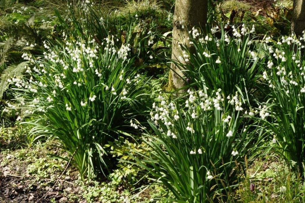 Leucojum Gravetye Giant (zomerklokje) - BIO-1