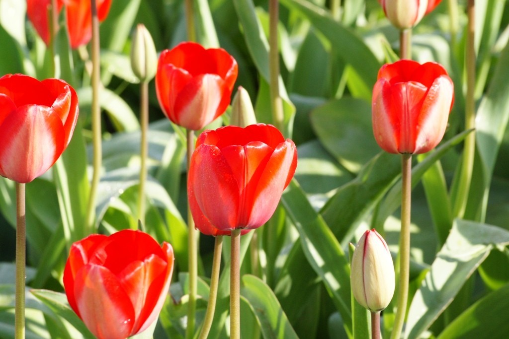 Tulipa Red Impression - BIO-2