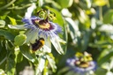 Passiflora caerulea - BIO