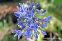 Allium Azureum - BIO