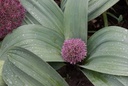 Allium Karataviense  Red Giant - BIO