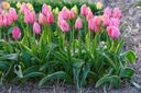 Tulipa Design Impression - BIO