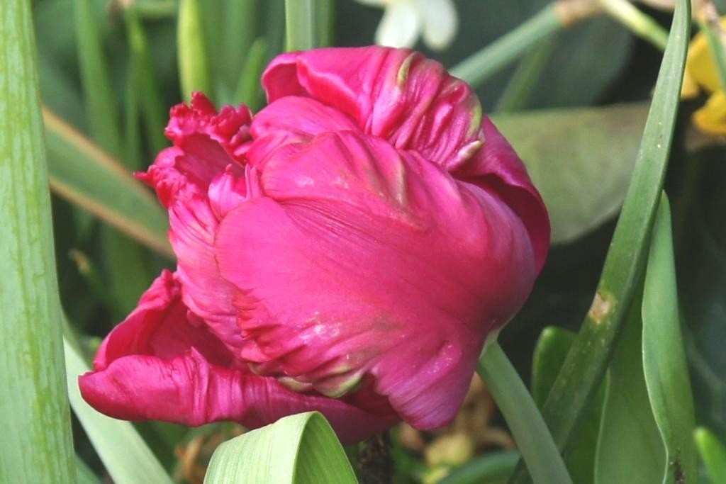 Tulipa Cerise Parrot - BIO