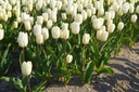 Tulipa White Prince - BIO