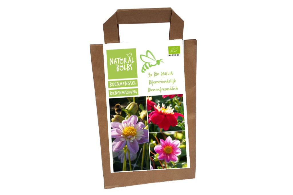 Dahlia Bijentas 3 ST - BIO