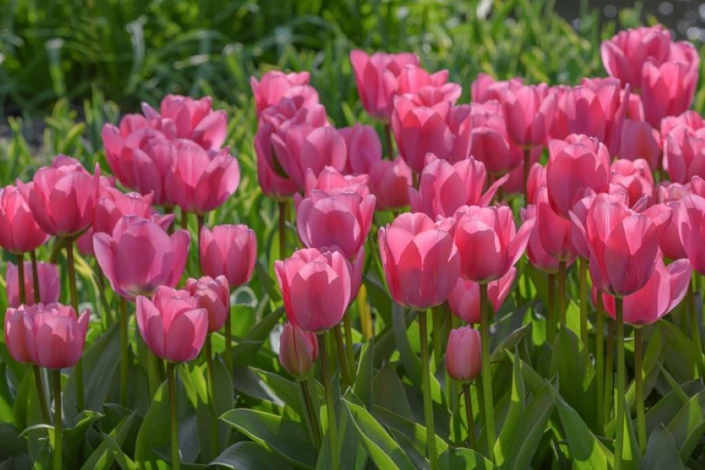 Tulipa Big Love - BIO