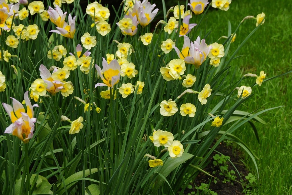 Narcissus Sundisc - BIO