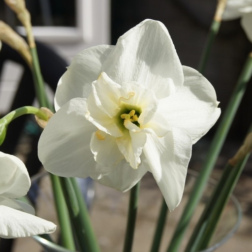[A3007-5] Narcissus Papillon Blanc - BIO (5 lökar)