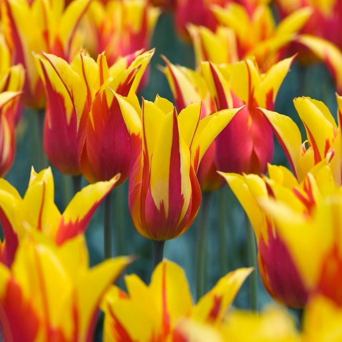 Tulipa Fire Wings - BIO