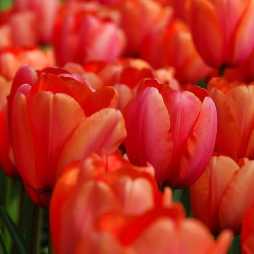 [A1121-7] Tulipa Apricot Impression - BIO (7 lökar)