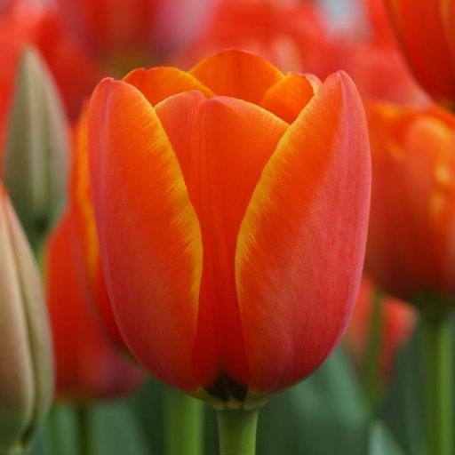 [A1127-7] Tulipa Dafeng - BIO (7 lökar)