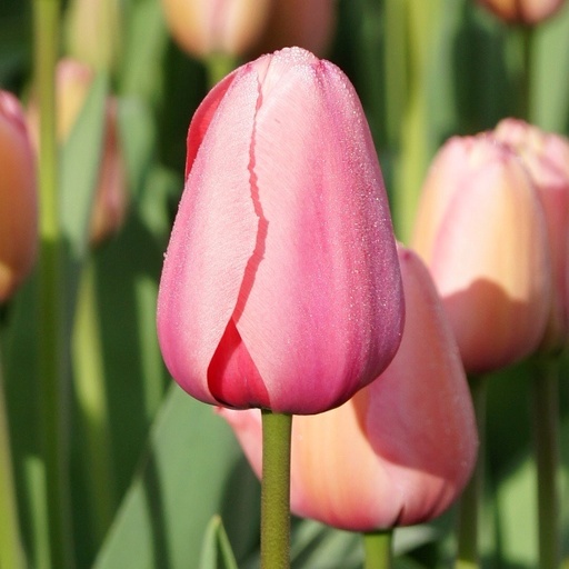 [A1015-7] Tulipa Pink Impression - BIO (7 lökar)