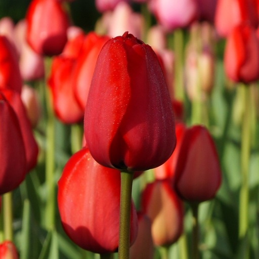 [A1014-7] Tulipa Red Impression - BIO (7 lökar)