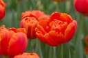 Tulipa Icoon - BIO