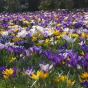 Krokus vernus Blandning - BIO