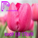 Parkinson Tulip - BIO