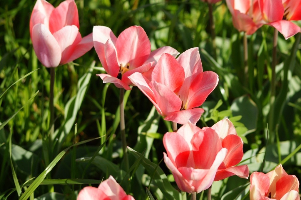 Tulipa Soft Design