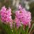 Vårblommande / Hyacinter