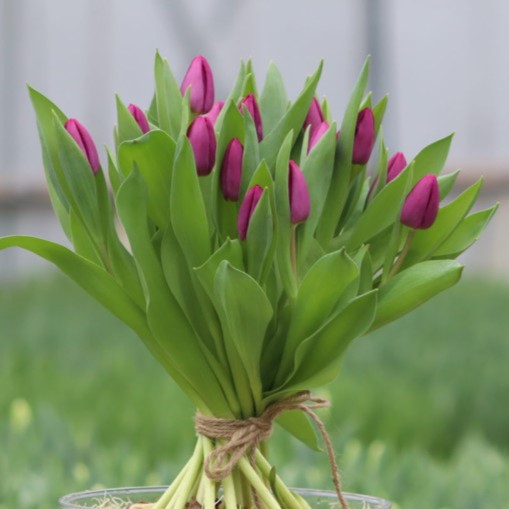 [C1002] Bos Bio Tulpen Paars