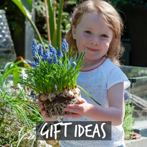 Natural Bulbs | Presentförslag