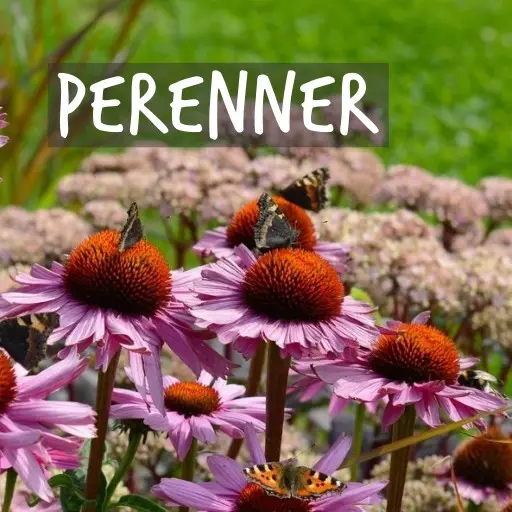 Ekologiskt odlade perenner Natural Bulbs