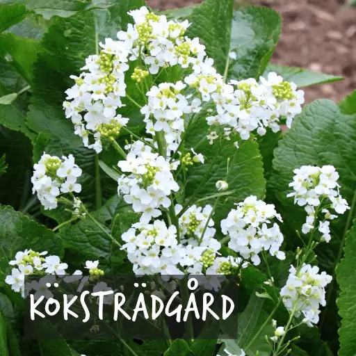 Ekologiskt odlade växter för din köksträdgård Natural Bulbs