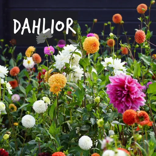 Ekologiskt odlade dahlior Natural Bulbs