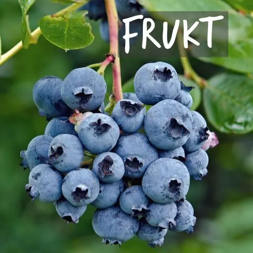 Ekologiskt odlade fruktbuskar Natural Bulbs