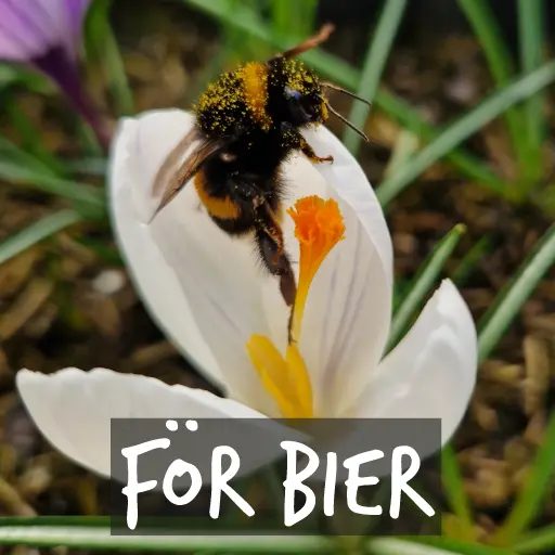 Ekologiska blomlökar för bin