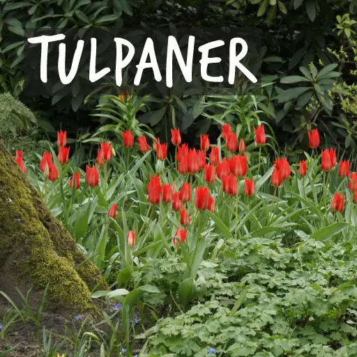 Ekologiska tulpanlökar