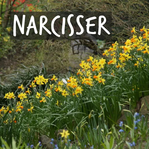 Ekologiska narcislökar