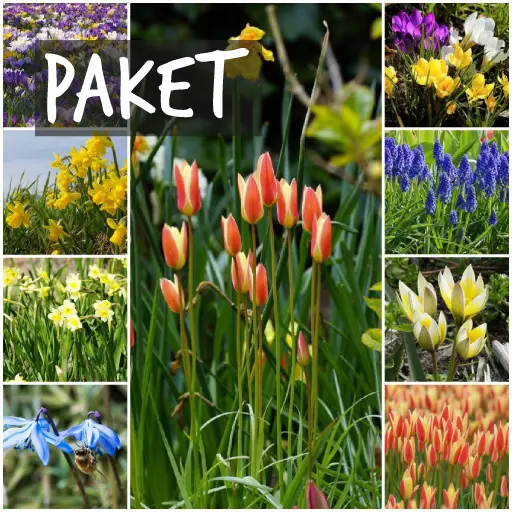 Paket med ekologiska blomlökar