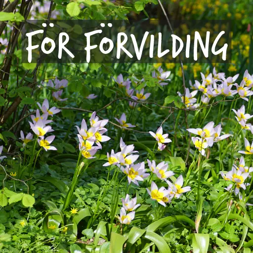 Ekologiska blomlökar som passar för vildplantering
