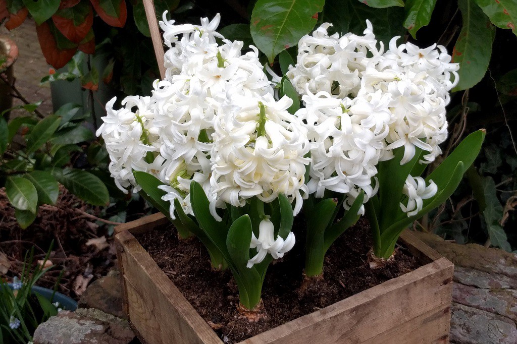 Hyacint White Pearl op pot - BIO-1