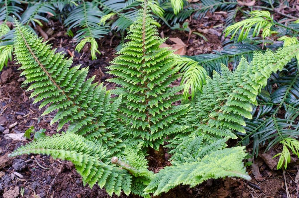 Polystichum set. 'Herrenhausen'- BIO-1