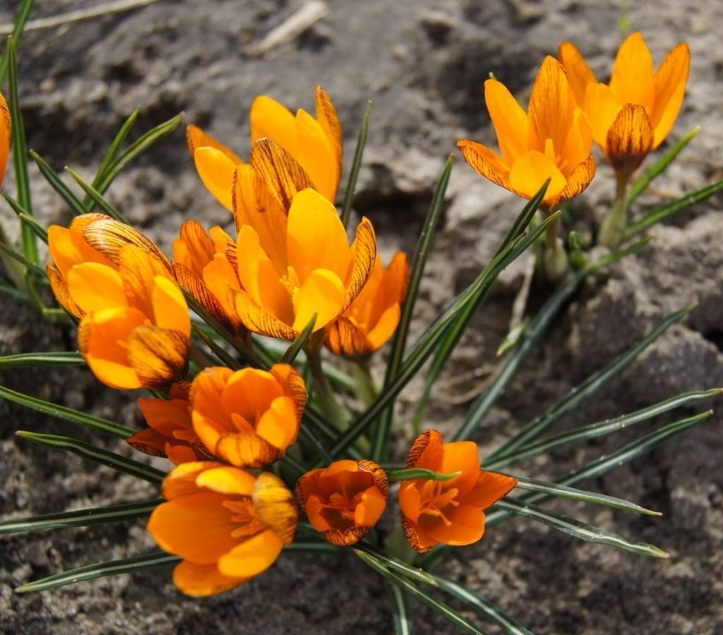 Krokus Orange Monarch-1