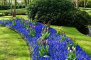 Muscari armeniacum - BIO-1