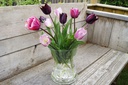 Tulipa Bosvruchten mix-1