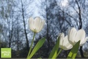 Tulipa Silver Dollar - BIO-1
