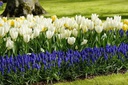 Tulipa Purissima - BIO-1