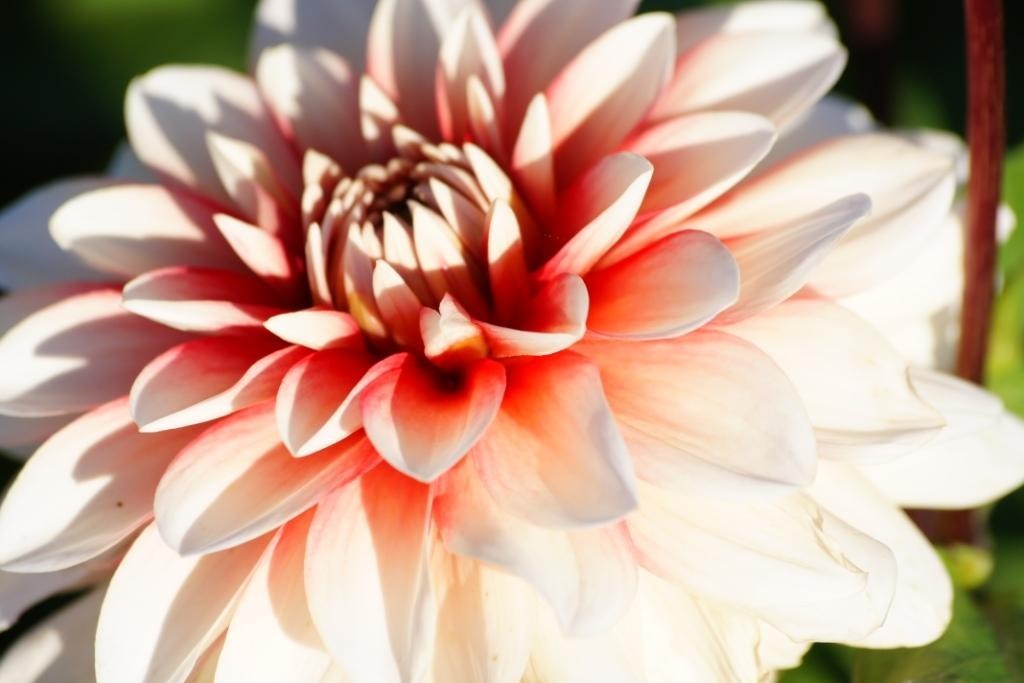 Dahlia Larry's Love - BIO-1