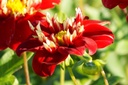 Dahlia Festivo - BIO-1