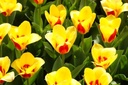 Tulipa Stresa - BIO-1