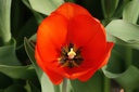 Tulipa Lalibela - BIO-2