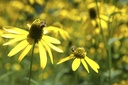 Rudbeckia 'Goldsturm' - BIO-2