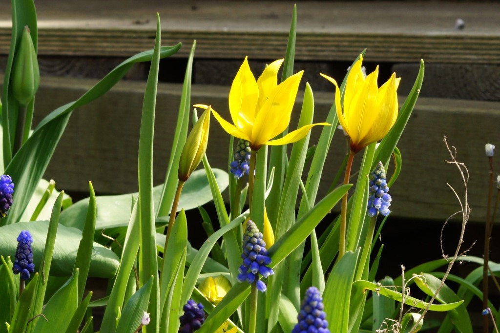 Tulipa sylvestris - BIO-3