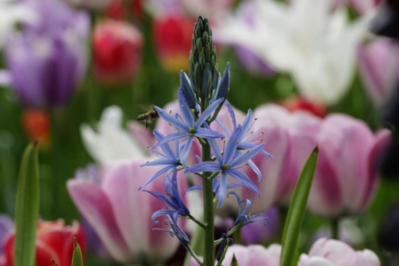 Camassia leichtlinii Caerulea - BIO