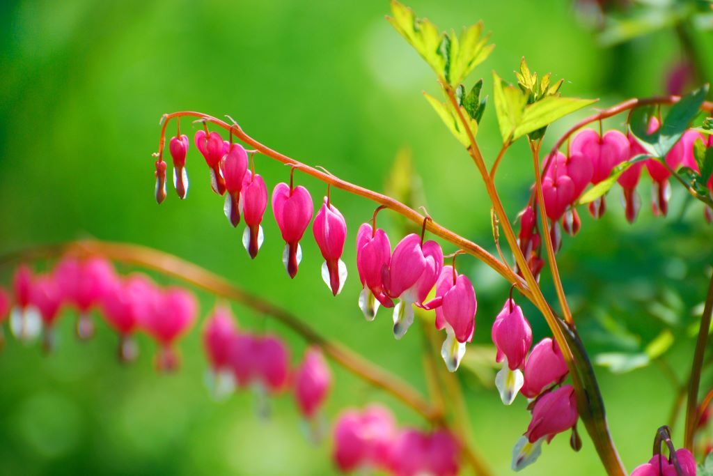 Dicentra spectabilis - ORG