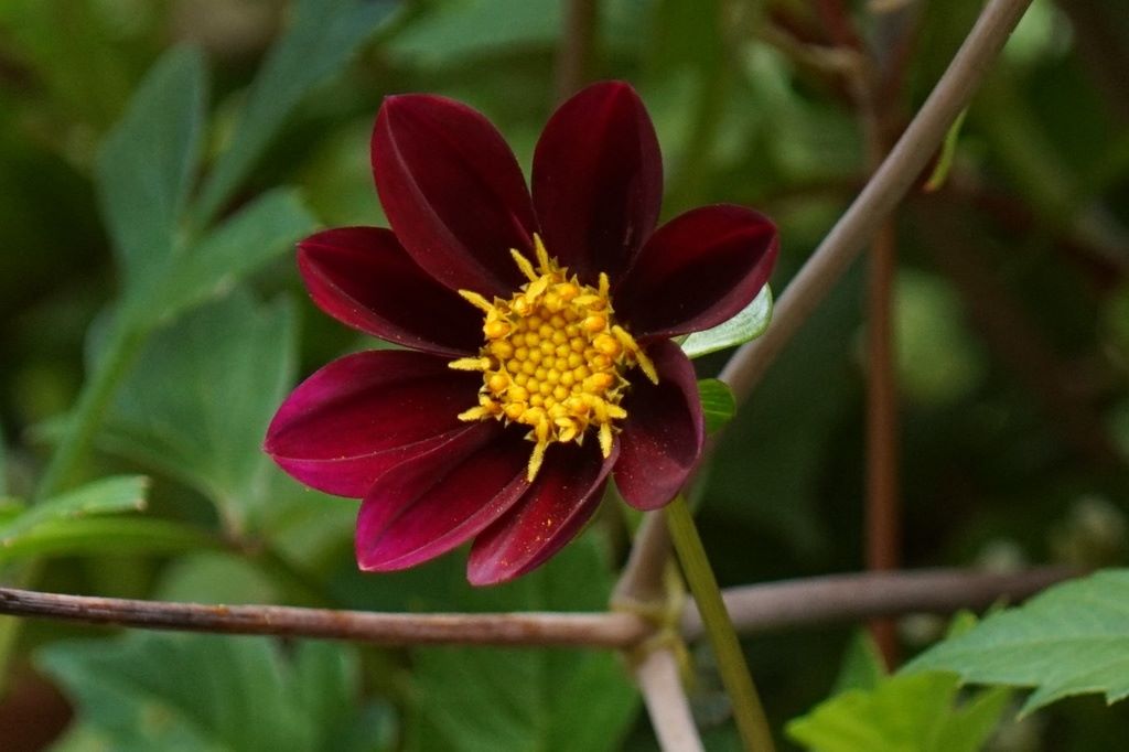 Dahlia Mexican Star - BIO