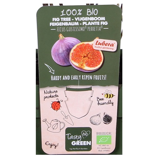 Ficus Gustissimo - BIO